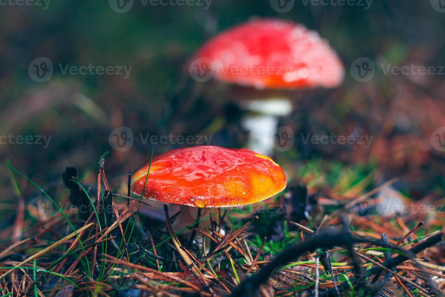 Two Amanita Muscaria, Known as the Fly Agaric or Fly Amanita. Healing and Medicinal Mushroom with Red Cap Growing in Forest. Can Be Used for Micro Dosing, Spiritual Practices and Shaman Rituals photo