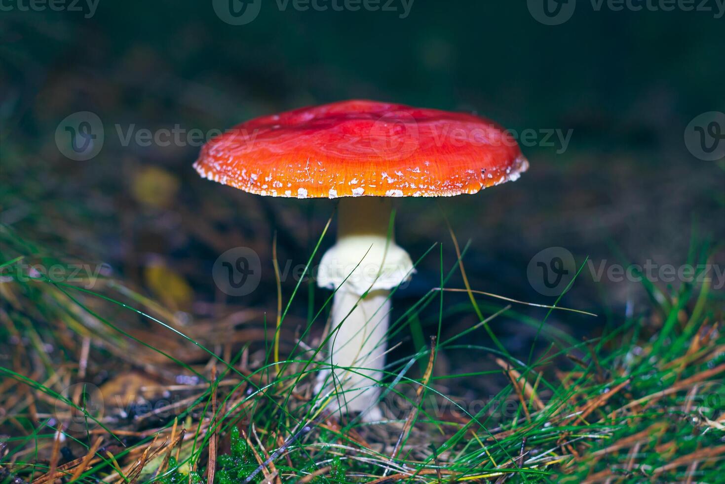 Mature Amanita Muscaria, Known as the Fly Agaric or Fly Amanita. Healing and Medicinal Mushroom with Red Cap Growing in Forest. Can Be Used for Micro Dosing, Spiritual Practices and Shaman Rituals photo