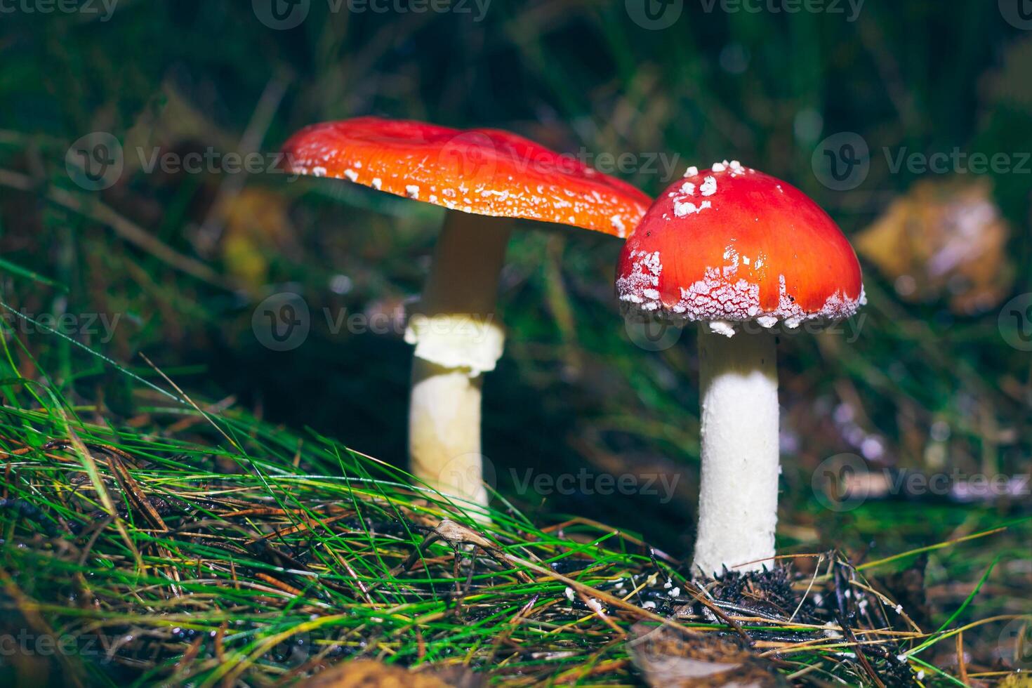 Two Amanita Muscaria, Known as the Fly Agaric or Fly Amanita. Healing and Medicinal Mushroom with Red Cap Growing in Forest. Can Be Used for Micro Dosing, Spiritual Practices and Shaman Rituals photo