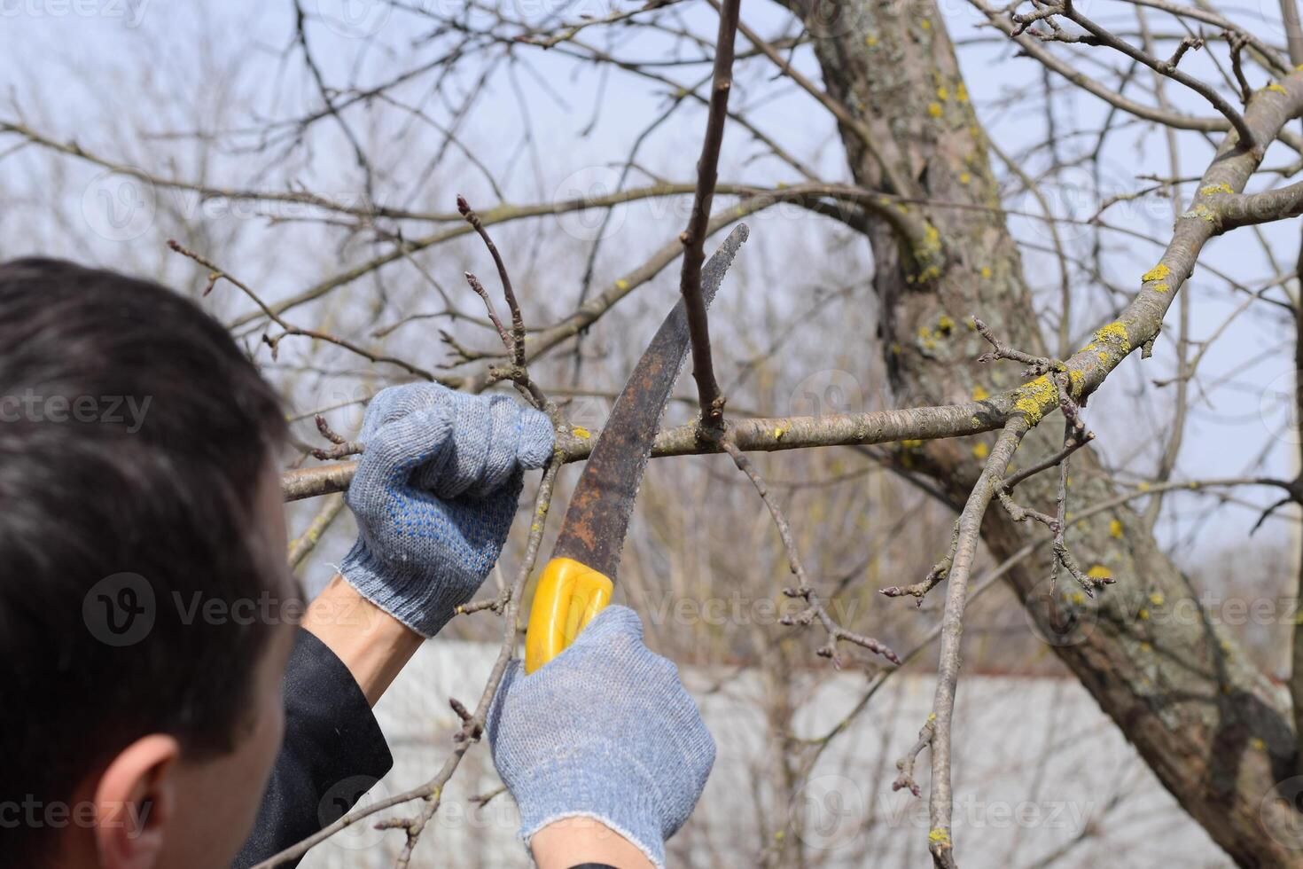 Cutting a tree branch with a hand garden saw. photo