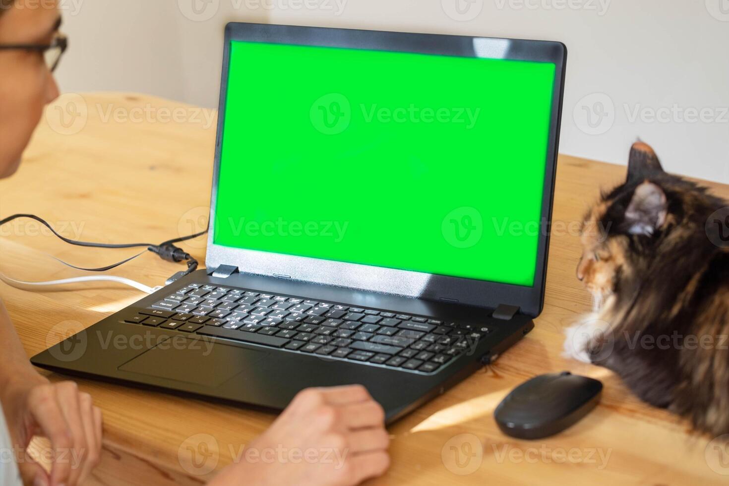 Young woman using her laptop with green screen. Home office desk with cat. Chroma key. photo