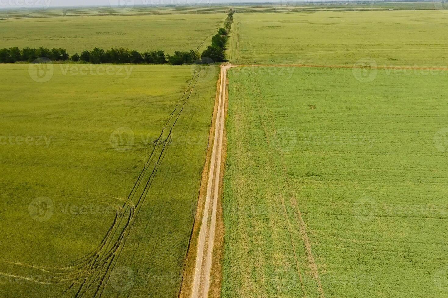 A dirt road between the fields of wheat and peas. photo