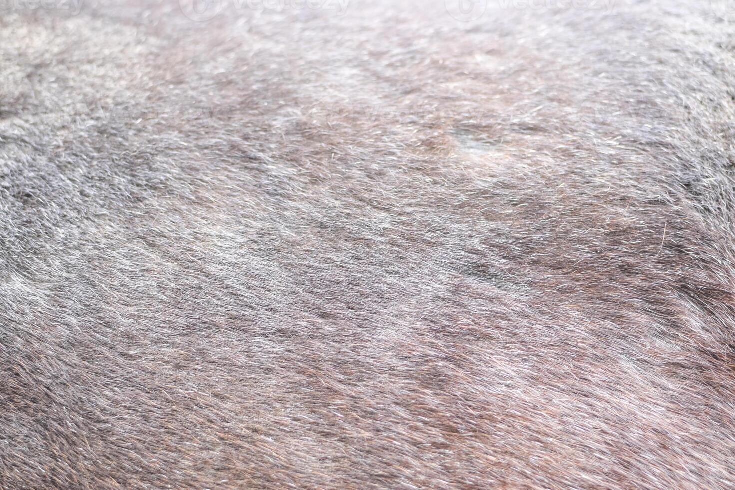 The skin of the horses up close. Brown horse. photo