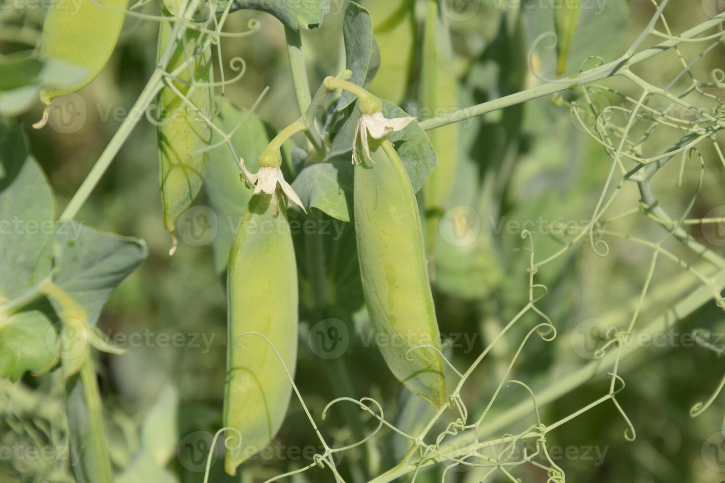 Green peas in the field. Growing peas in the field. Stems and pods of peas photo