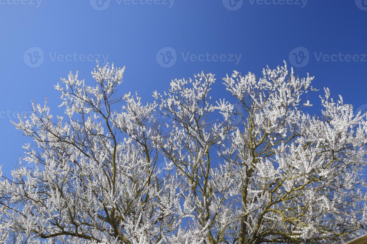 Spring flowering trees. Pollination of flowers of apricot. Blooming wild apricot in the garden photo