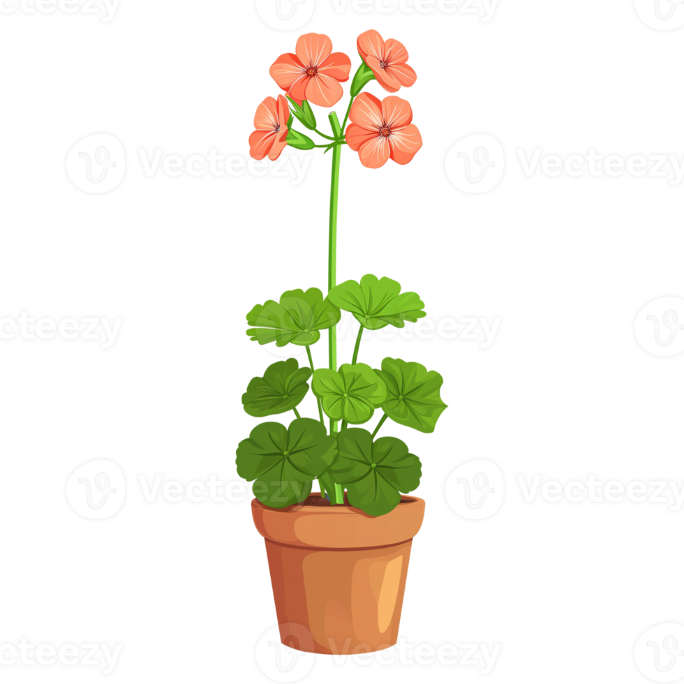 AI generated Geranium flowers illustration in pot isolated on transparent background png