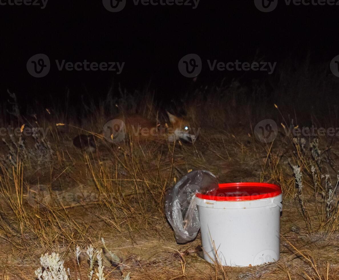 The fox at night is looking for food. The fox is next to a white photo