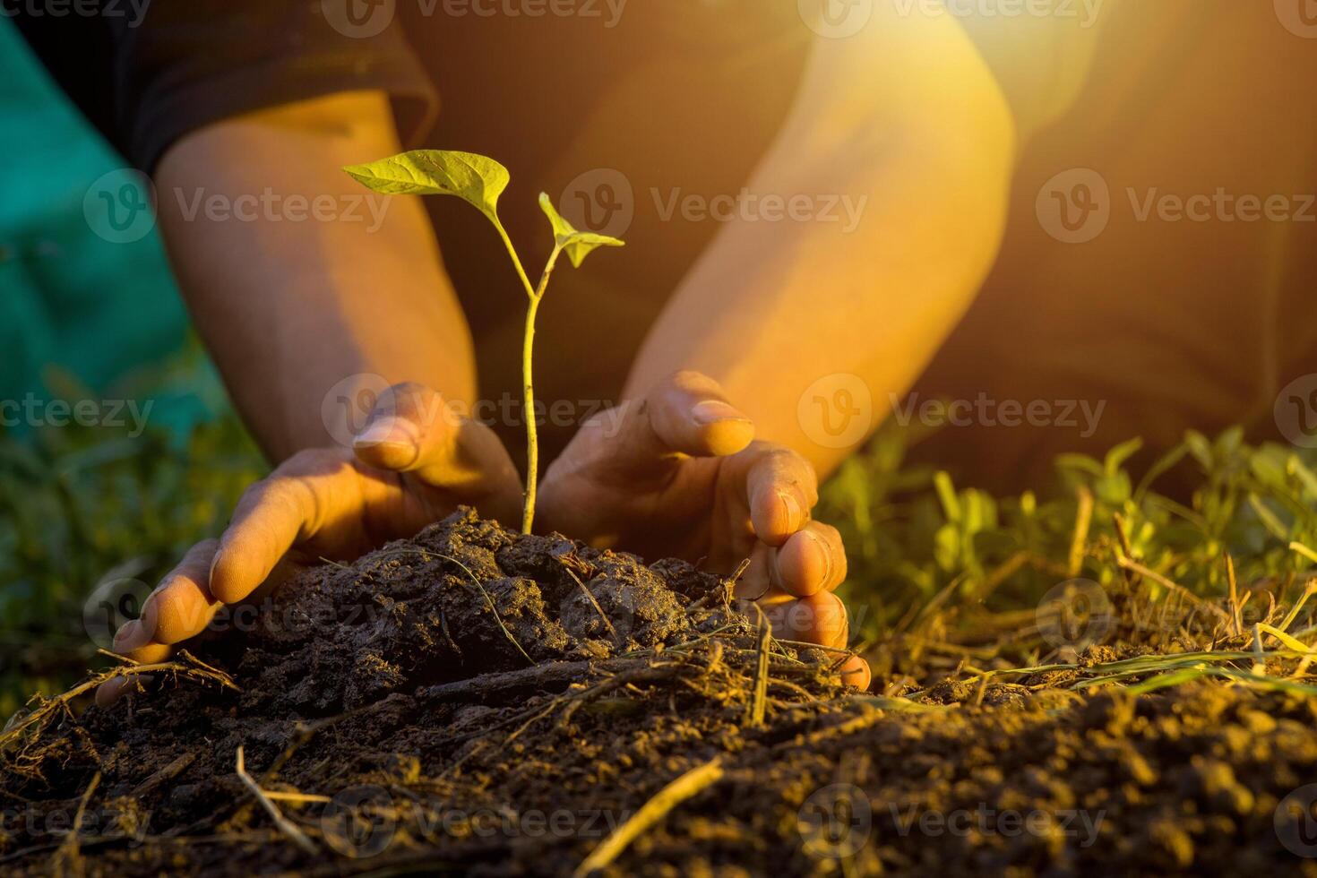 Male hand holding tree seedling. environmental concept Earth Day In the hands of a tree that plants a seed. optical flare photo