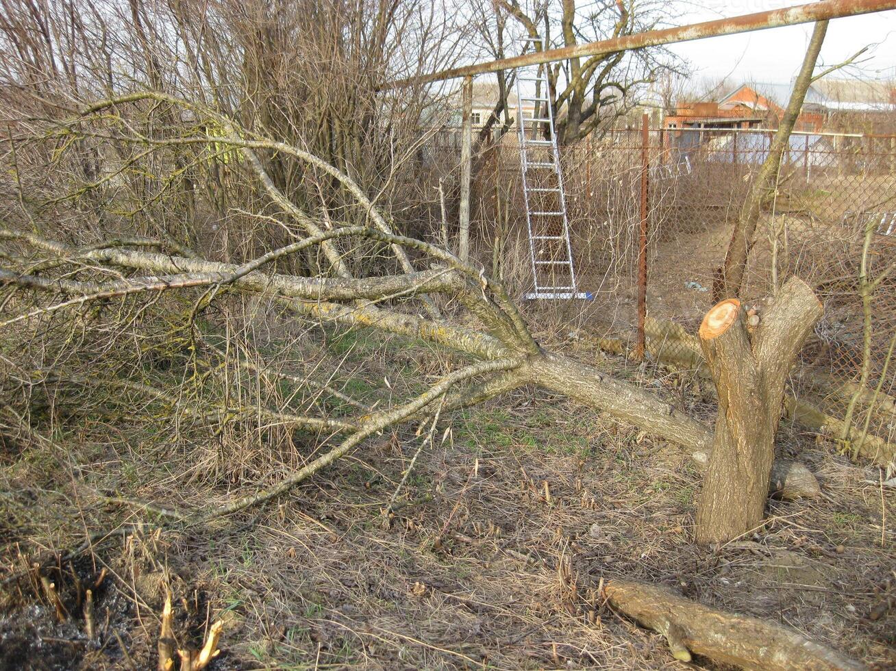 Stump felled plums photo