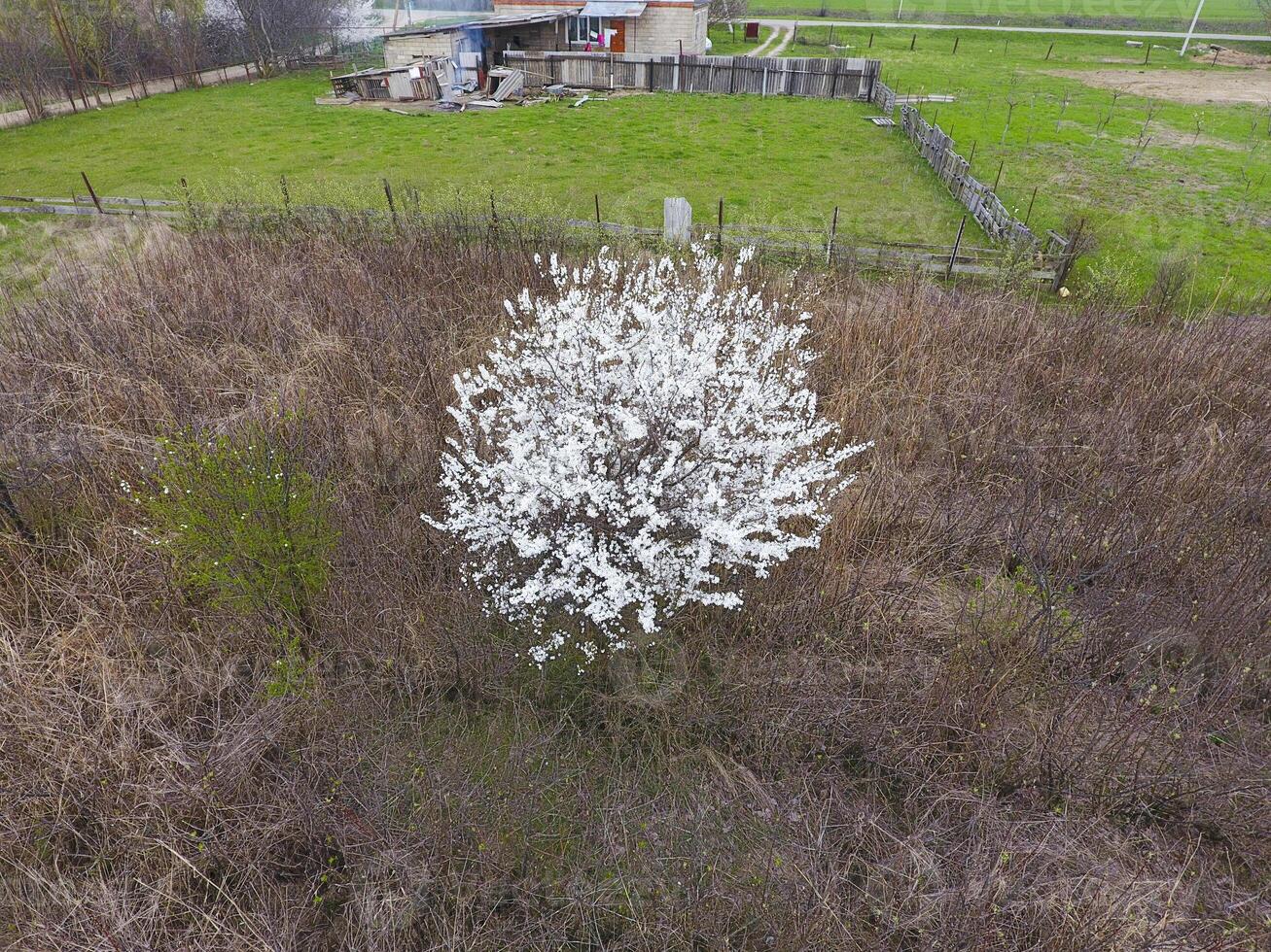 floreciente Cereza ciruela. un ciruela árbol entre seco césped. blanco flores de ciruela arboles en el ramas de un árbol. primavera jardín. foto