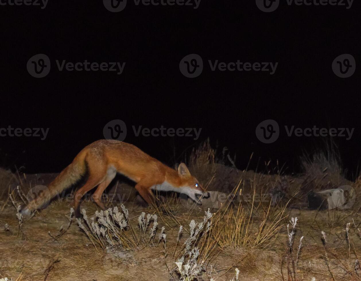 rojo zorro, un parecido a un perro animal. el zorro es mirando para comida a noche foto