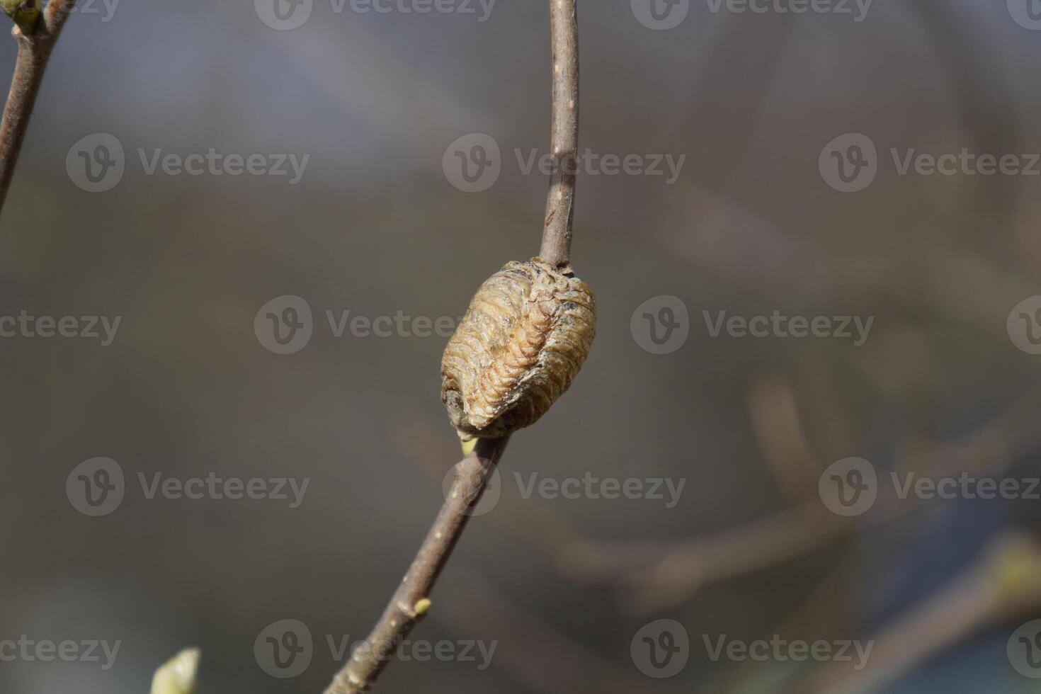 Ootheca mantis on the branches of a tree. The eggs of the insect laid in the cocoon for the winter are laid. Ooteca on a branch of hazelnut photo
