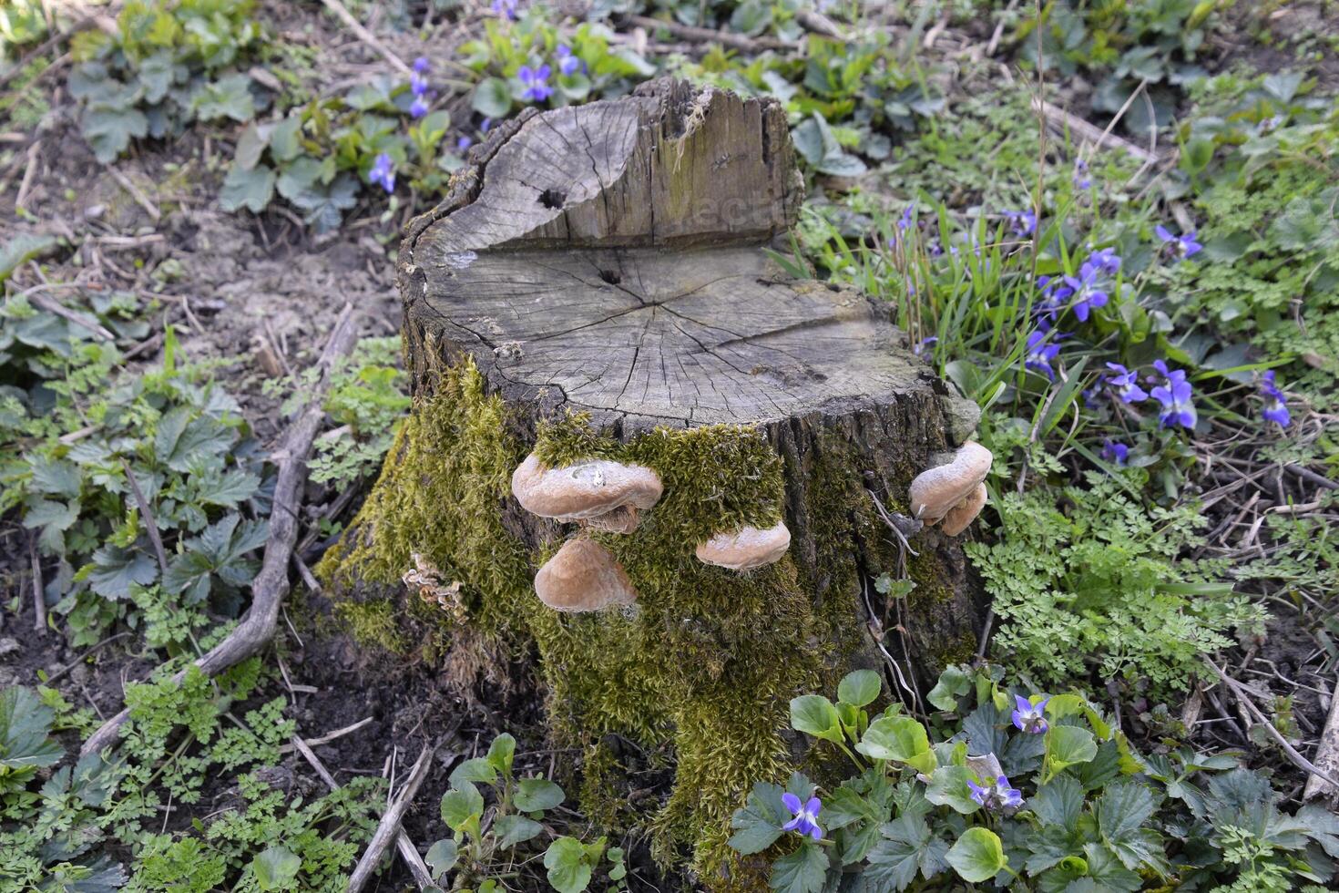 old stump covered with moss and mushrooms photo