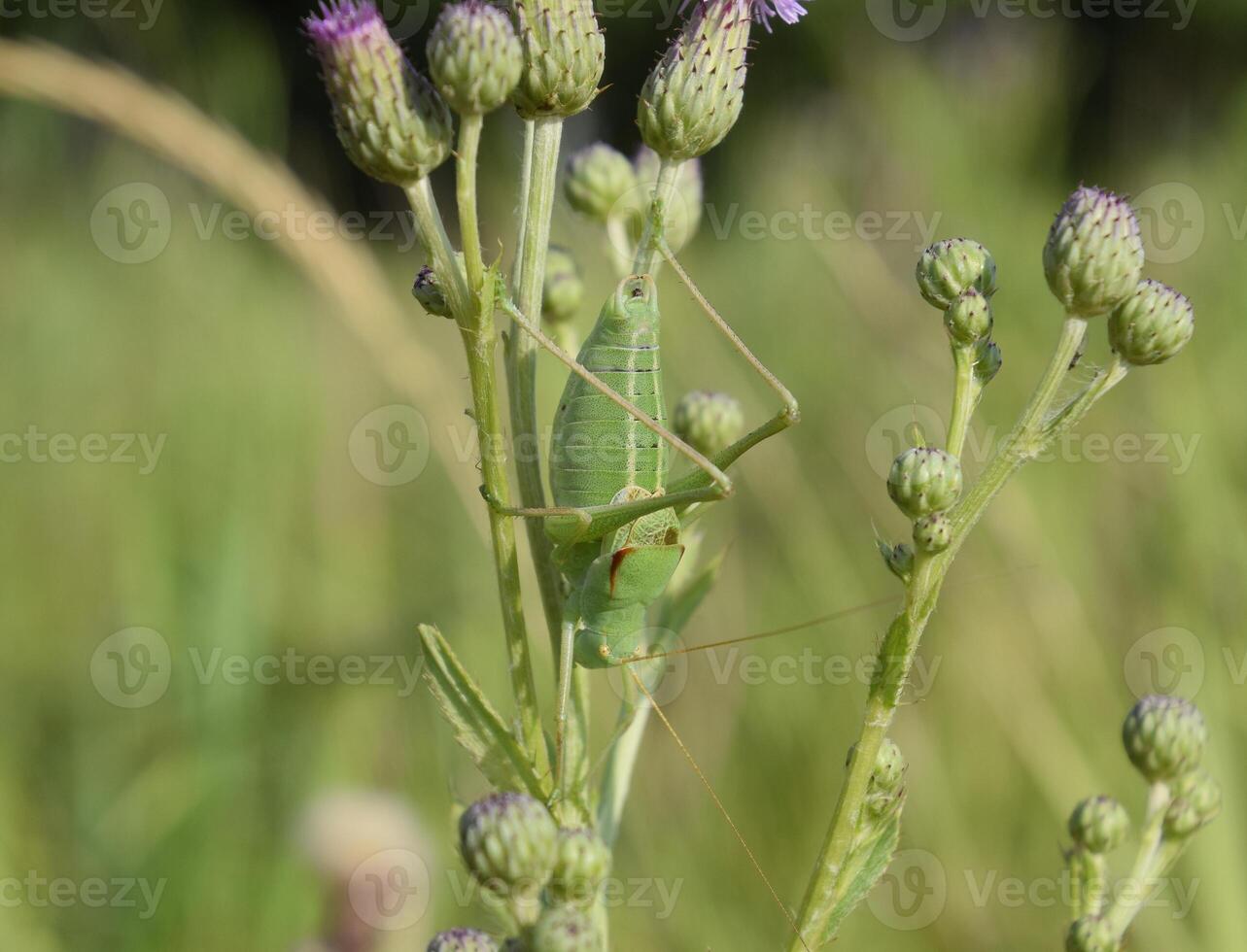 Isophya on the stems of the tubercle. Wingless grasshopper Isoph photo