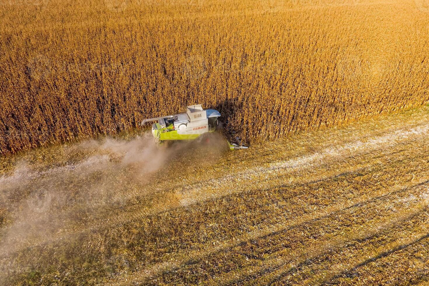 Harvester harvests corn. Collect corn cobs with the help of a combine harvester. Ripe corn on the field. photo