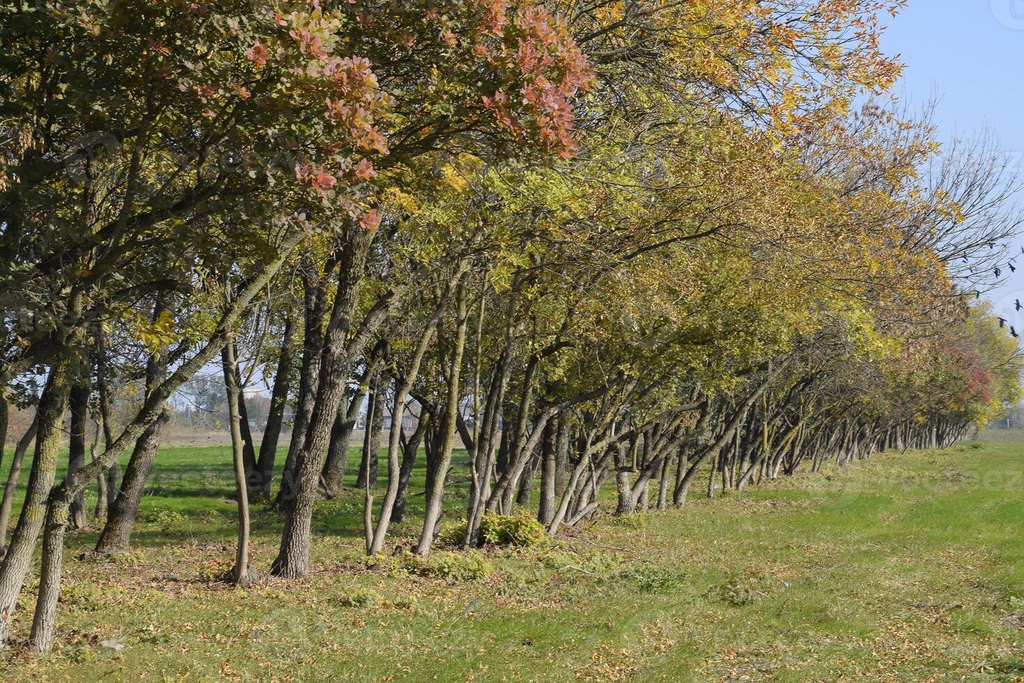 The Forest along the road in the fall. Yellowing leaves on the branches photo