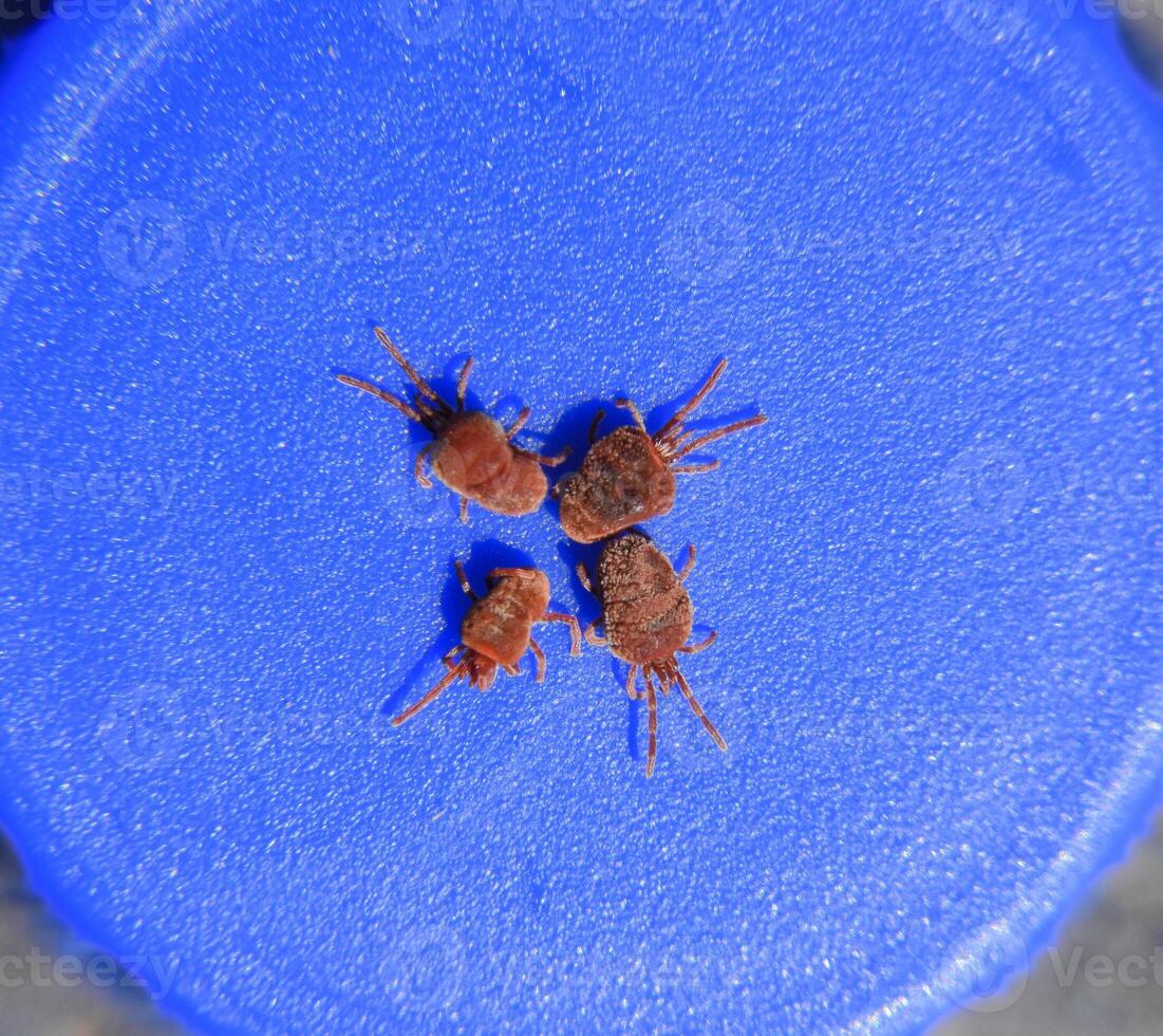 Arthropod mites on a blue background. Close up macro Red velvet photo
