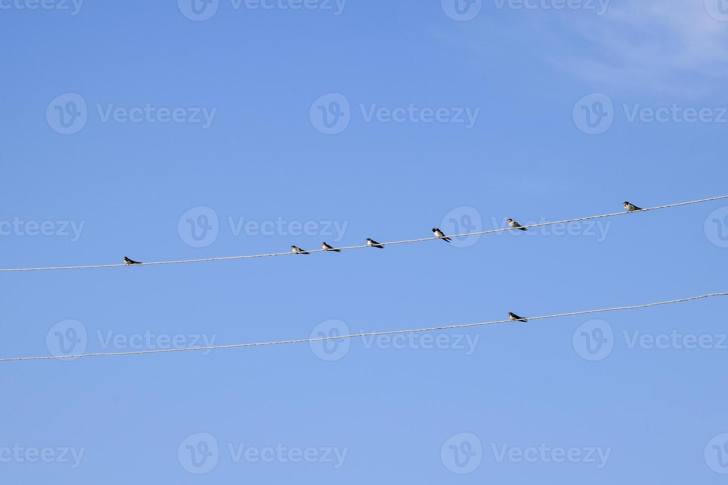 Swallows on the wires. Swallows against the blue sky. The swallo photo