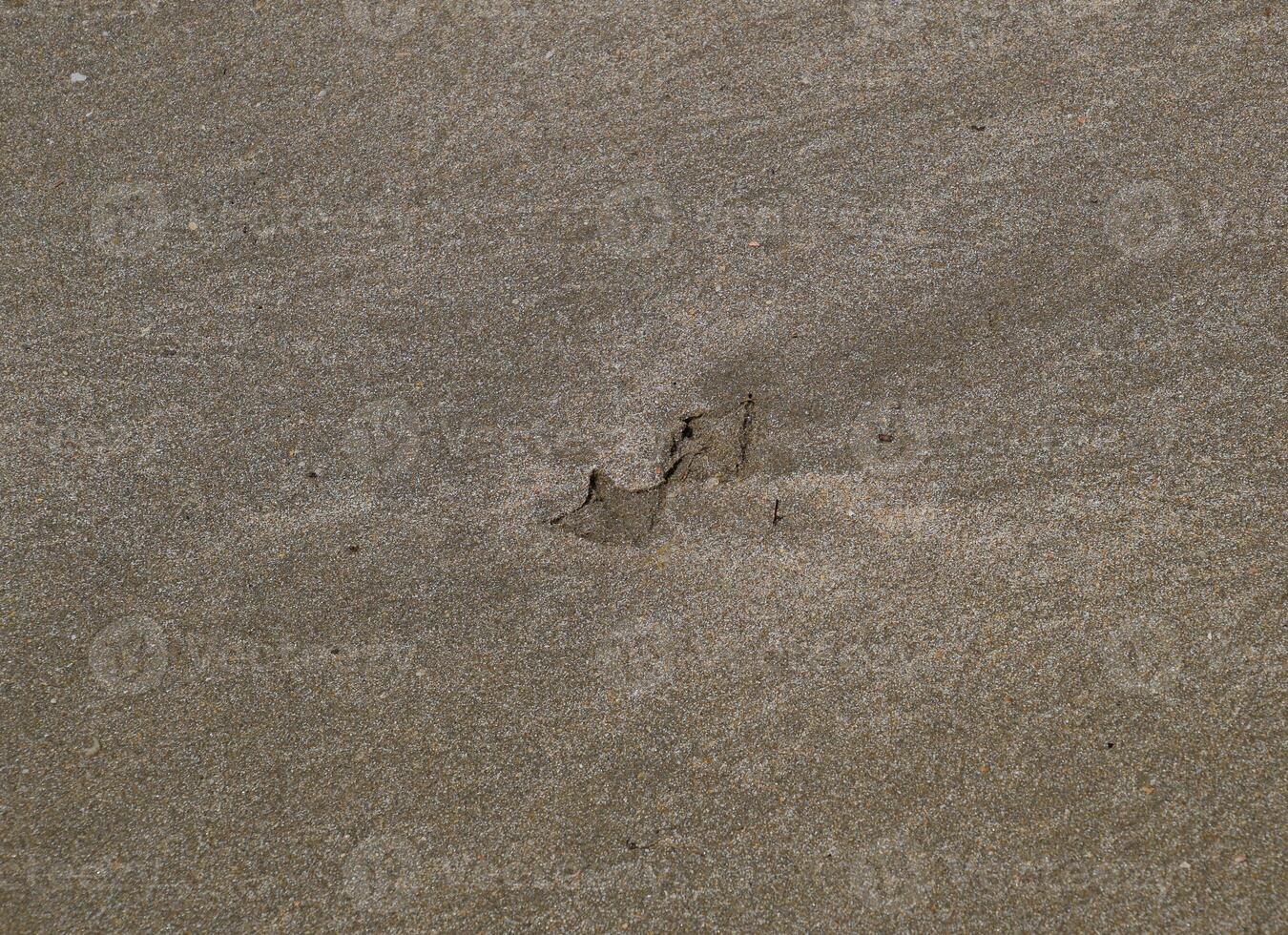 Traces of a seagull on the sand by the sea photo