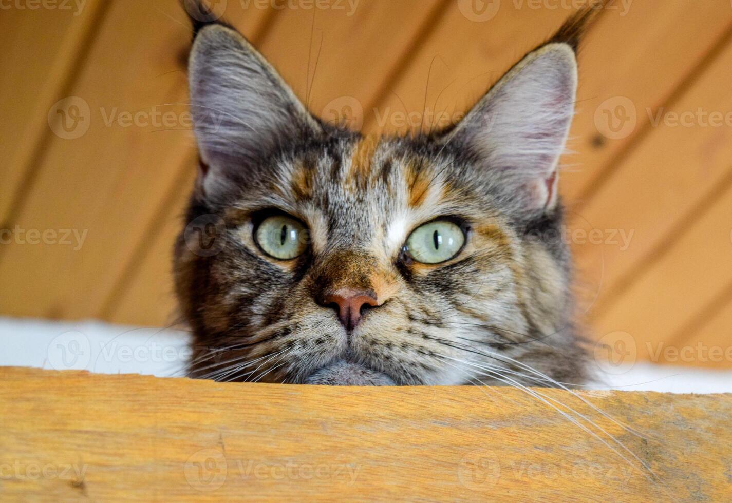 Mainecoon cat, Giant maine coon cat. Breeding of purebred cats at home photo