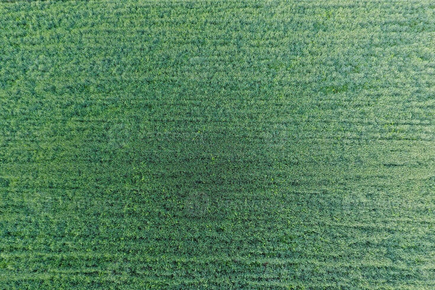 Texture of wheat field. Background of young green wheat on the field. Photo from the quadrocopter. Aerial photo of the wheat field
