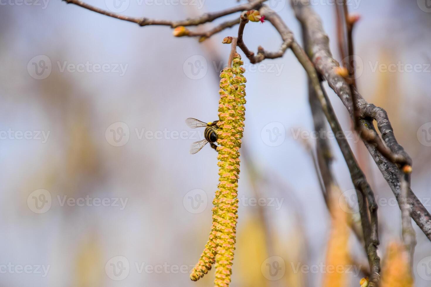Pollination by bees earrings hazelnut. Flowering hazel hazelnut. photo