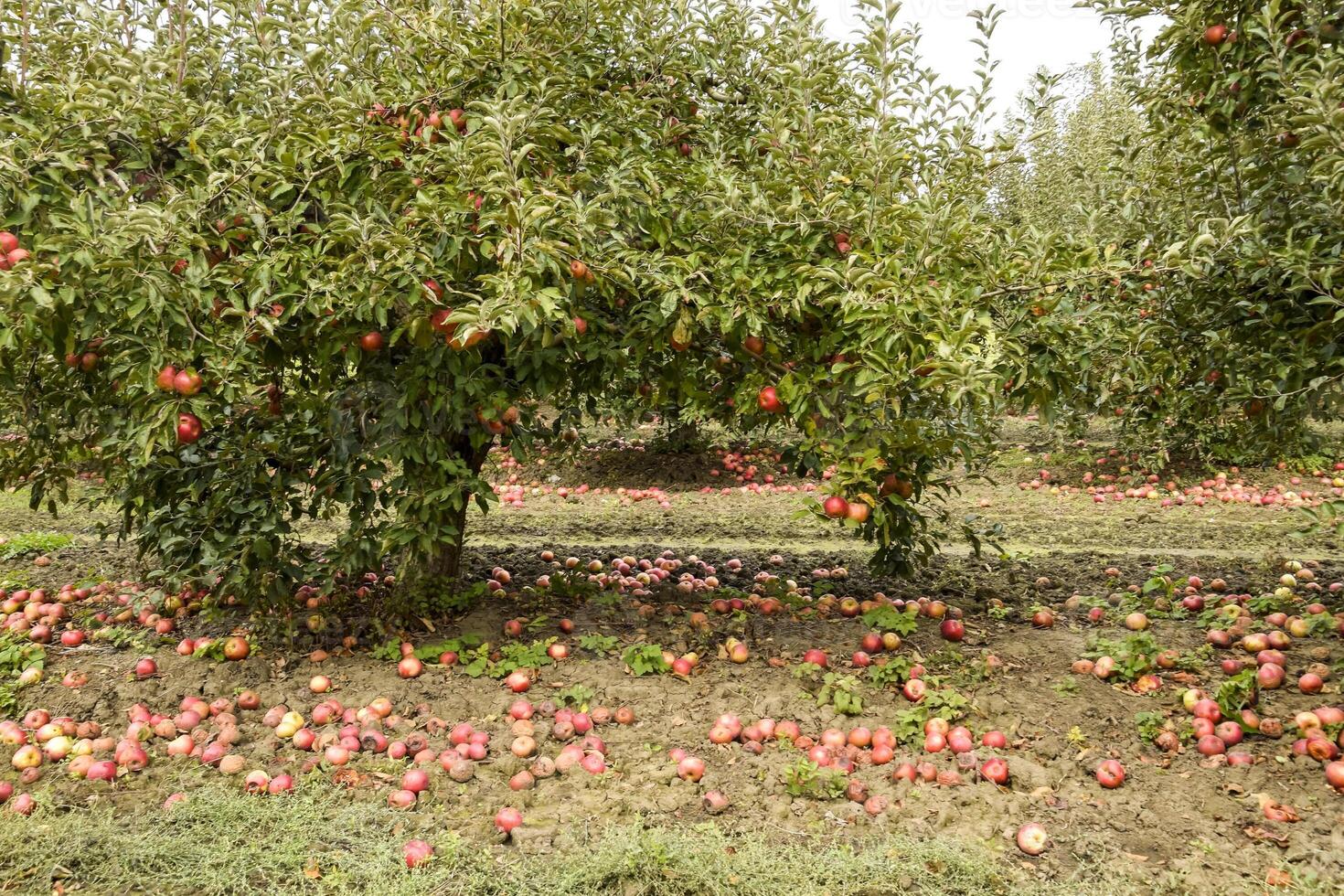 Apple orchard. Rows of trees and the fruit of the ground under t photo