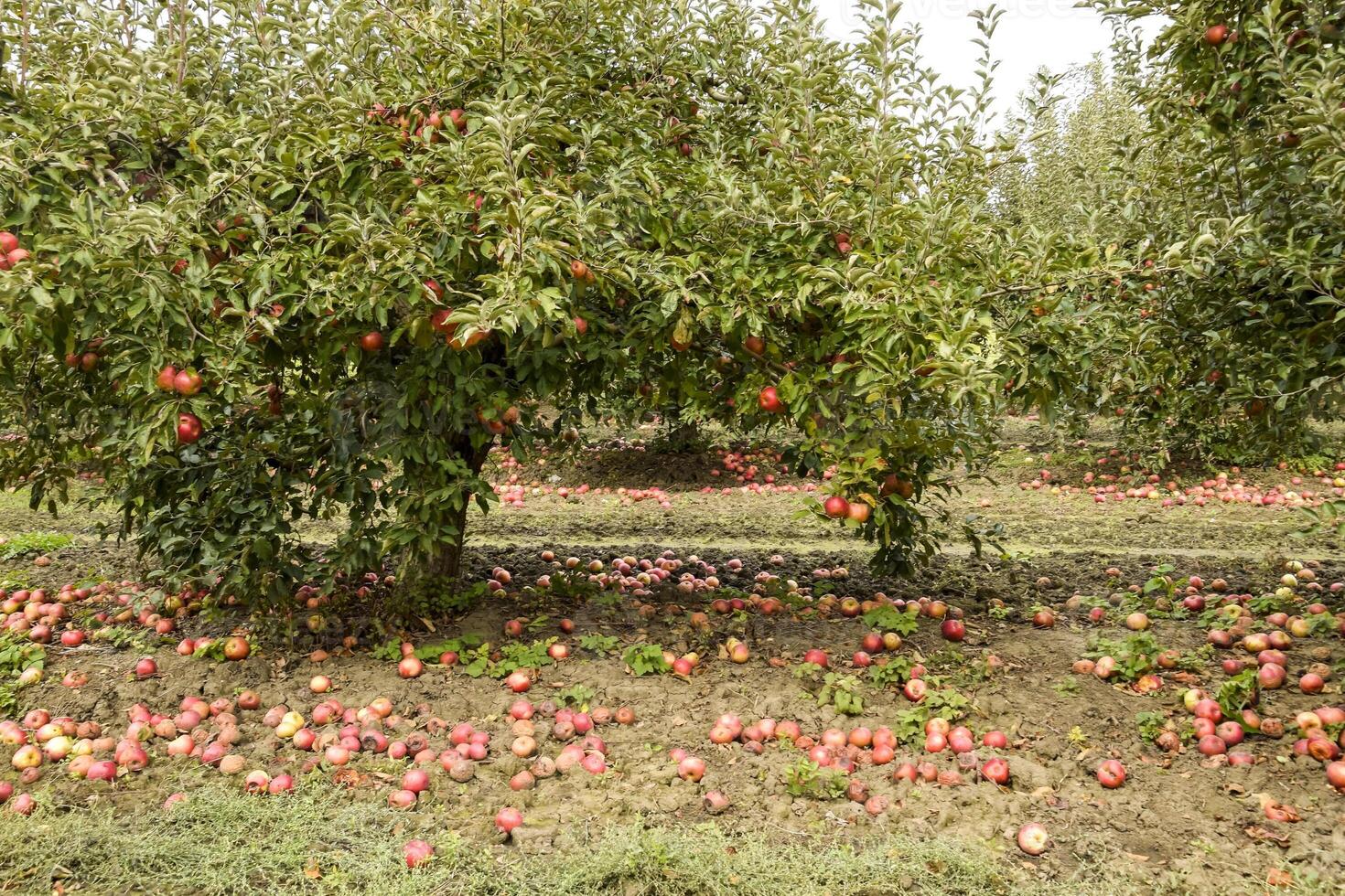 manzana huerta. filas de arboles y el Fruta de el suelo debajo t foto