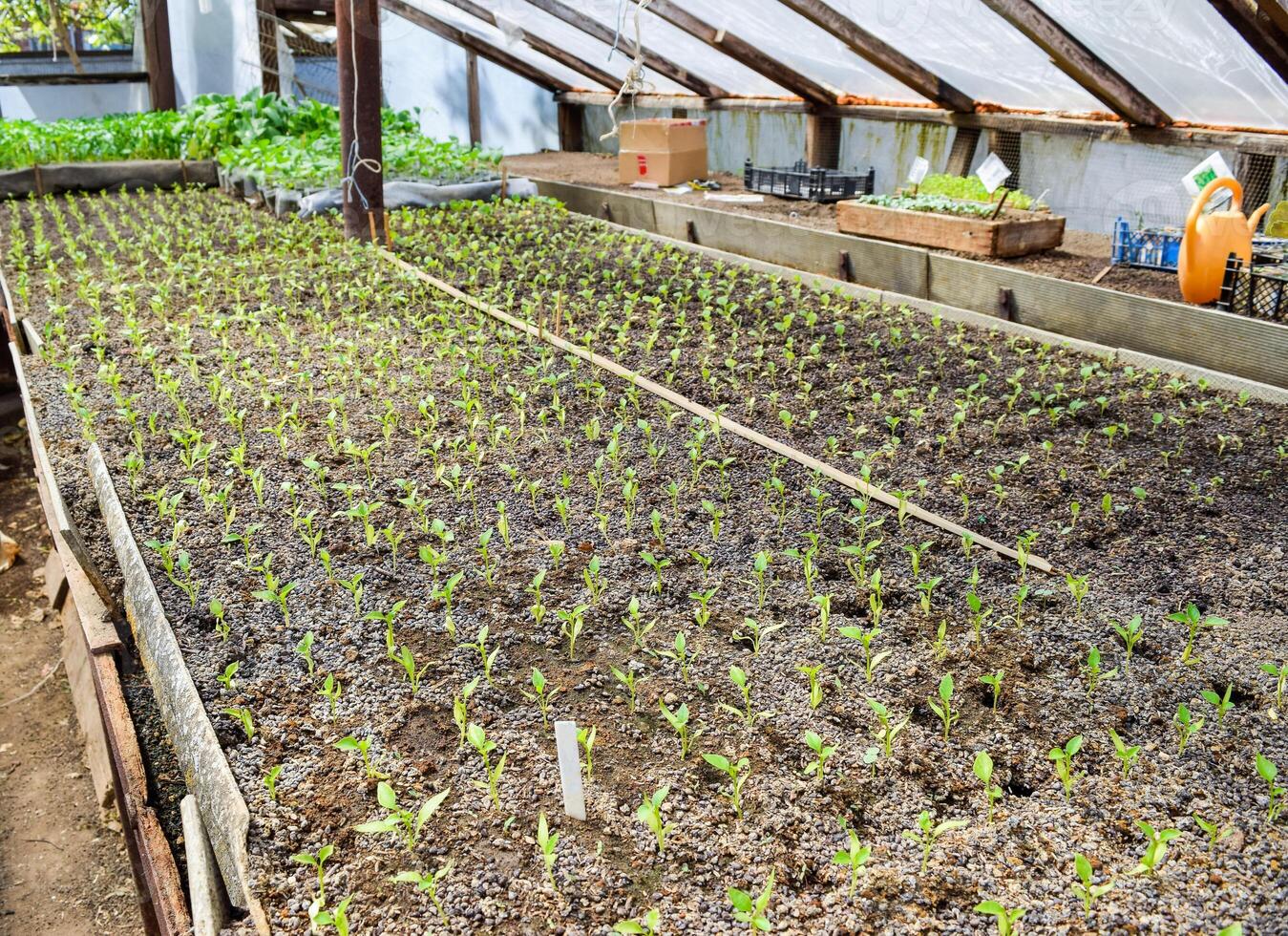 Seedlings of pepper. Pepper in greenhouse cultivation. Seedlings photo