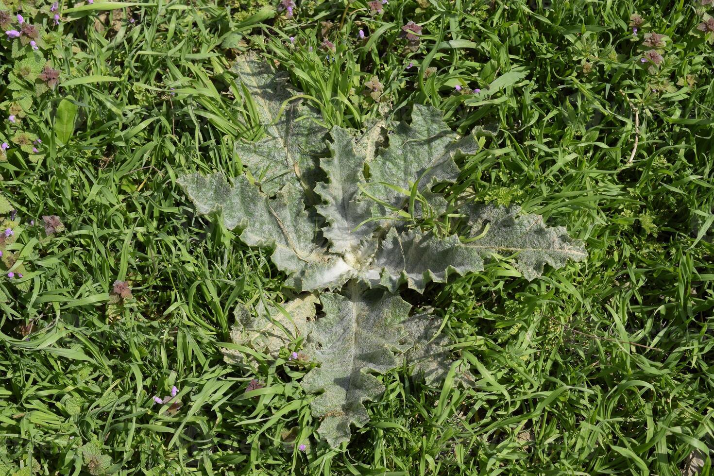 Onopordum acanthium Young leaves of a tartar. Tatarnik is a spiny weed. photo