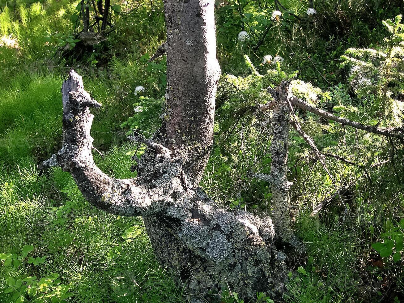 Penjok of a coniferous tree. Broken spruce. photo