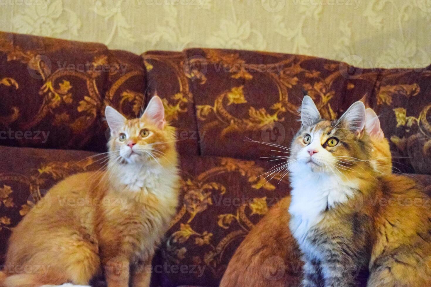 Giant maine coon cat. Mainecoon cat, Breeding of purebred cats at home photo