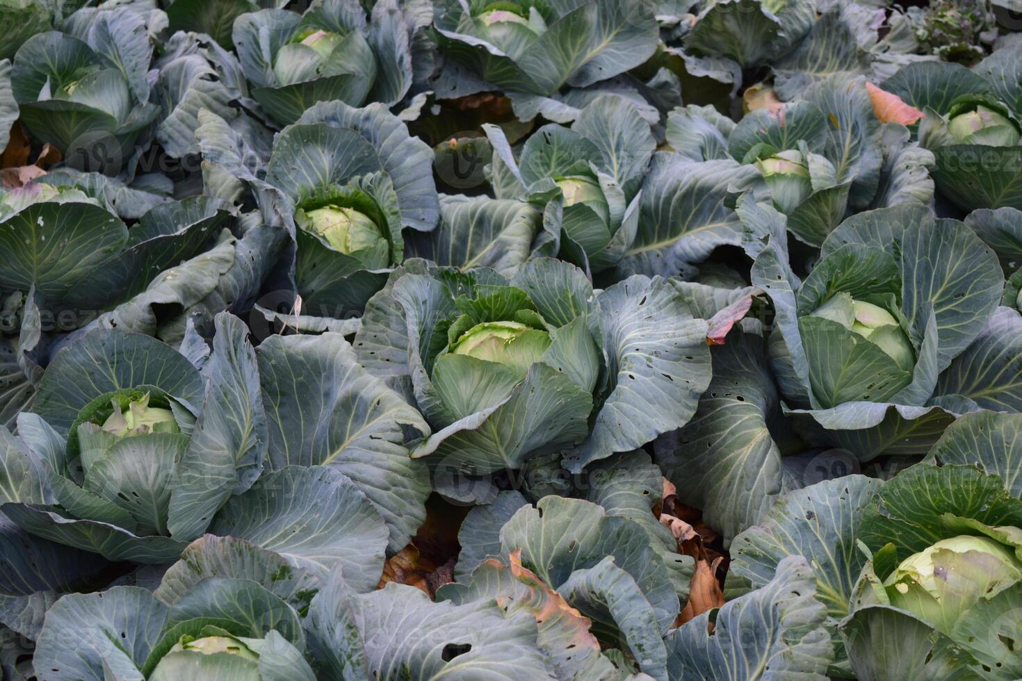 Cabbage field. Cultivation of cabbage in an open ground in the field. Month July, cabbage still the young photo