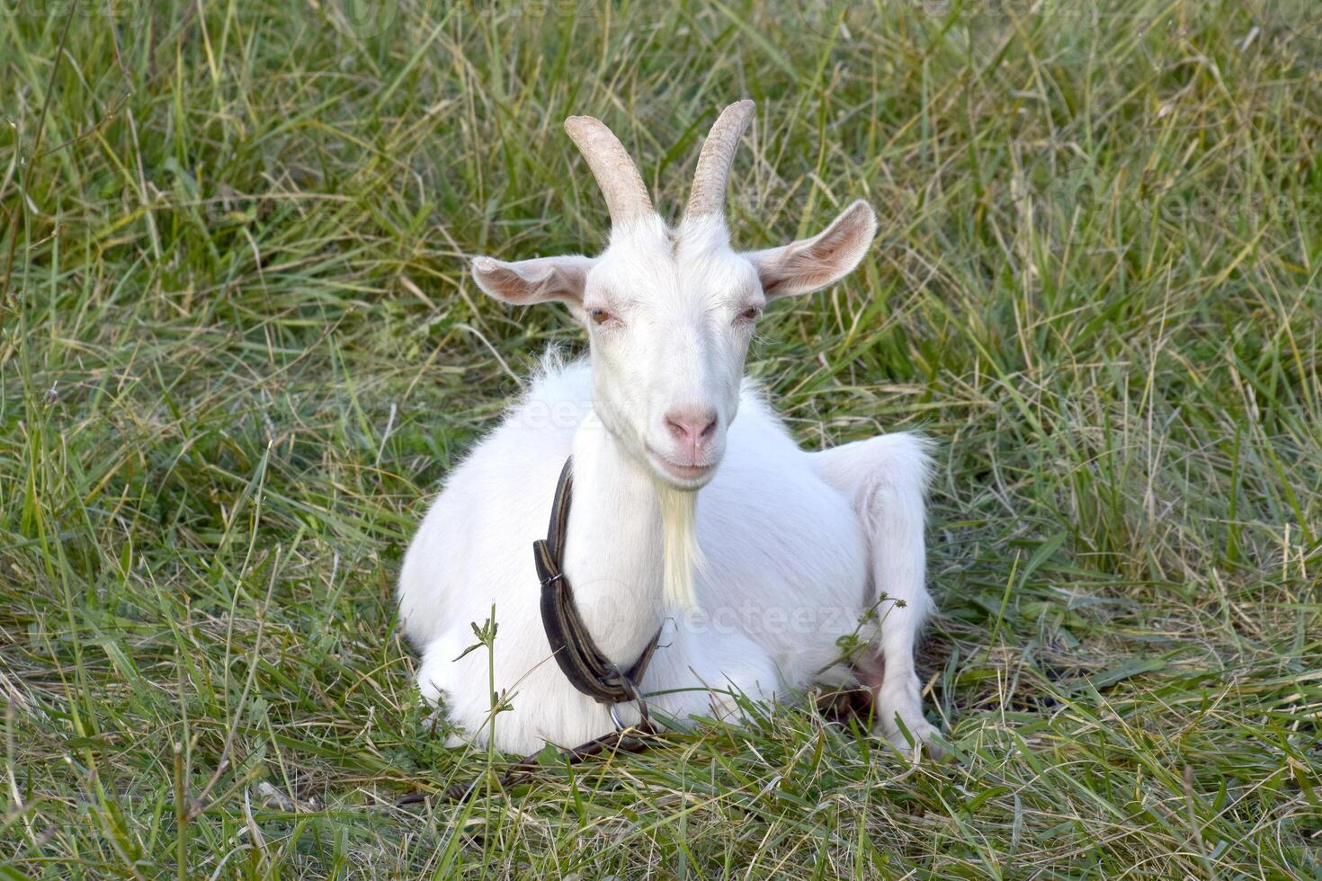 Goats grazing in the meadow photo