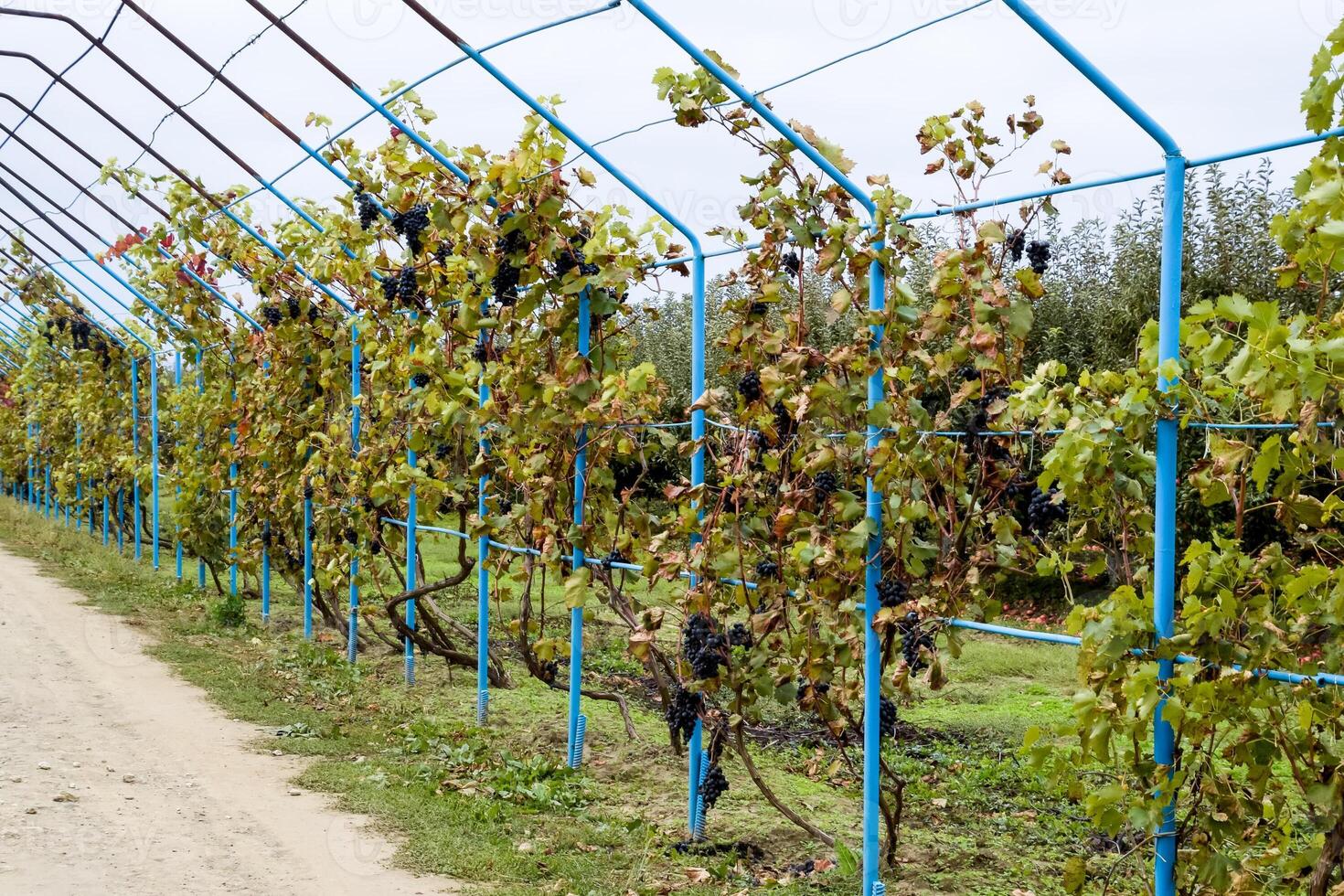 Roadside gazebo made of steel for grapes. Blue grapes. photo