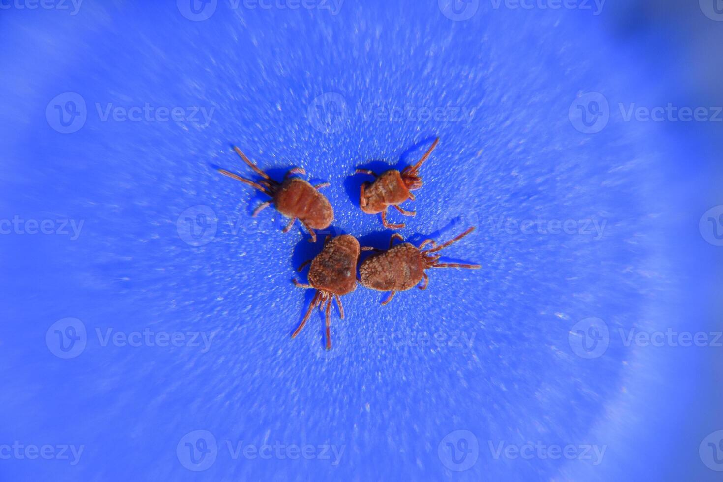 Arthropod mites on a blue background. Close up macro Red velvet photo