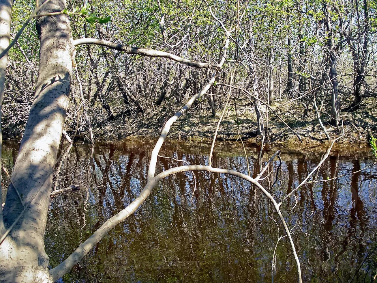 River in the forest under the branches, trees. Early spring. photo