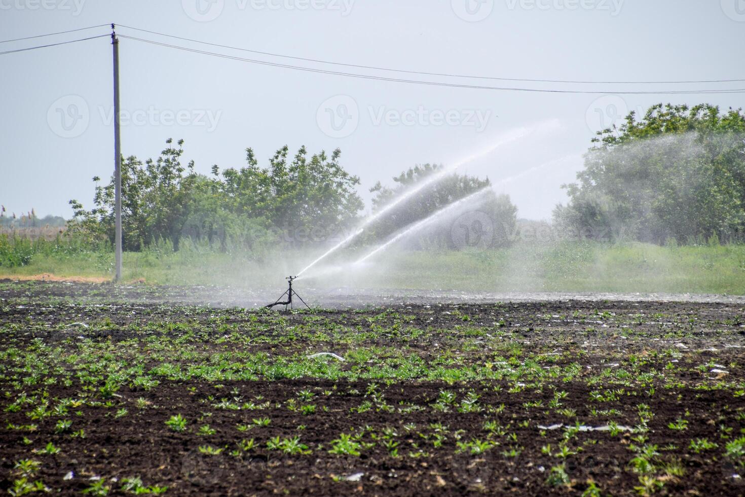 Irrigation system in field of melons. Watering the fields. Sprinkler photo