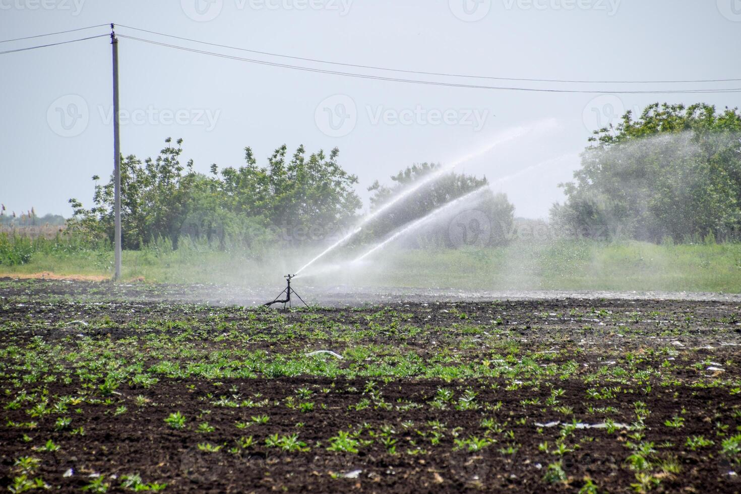 irrigación sistema en campo de melones riego el campos. aspersor foto