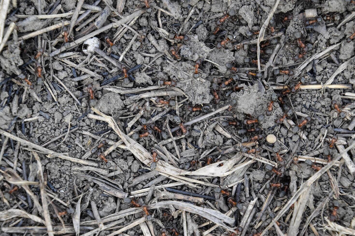 Ordinary ants on an anthill photo