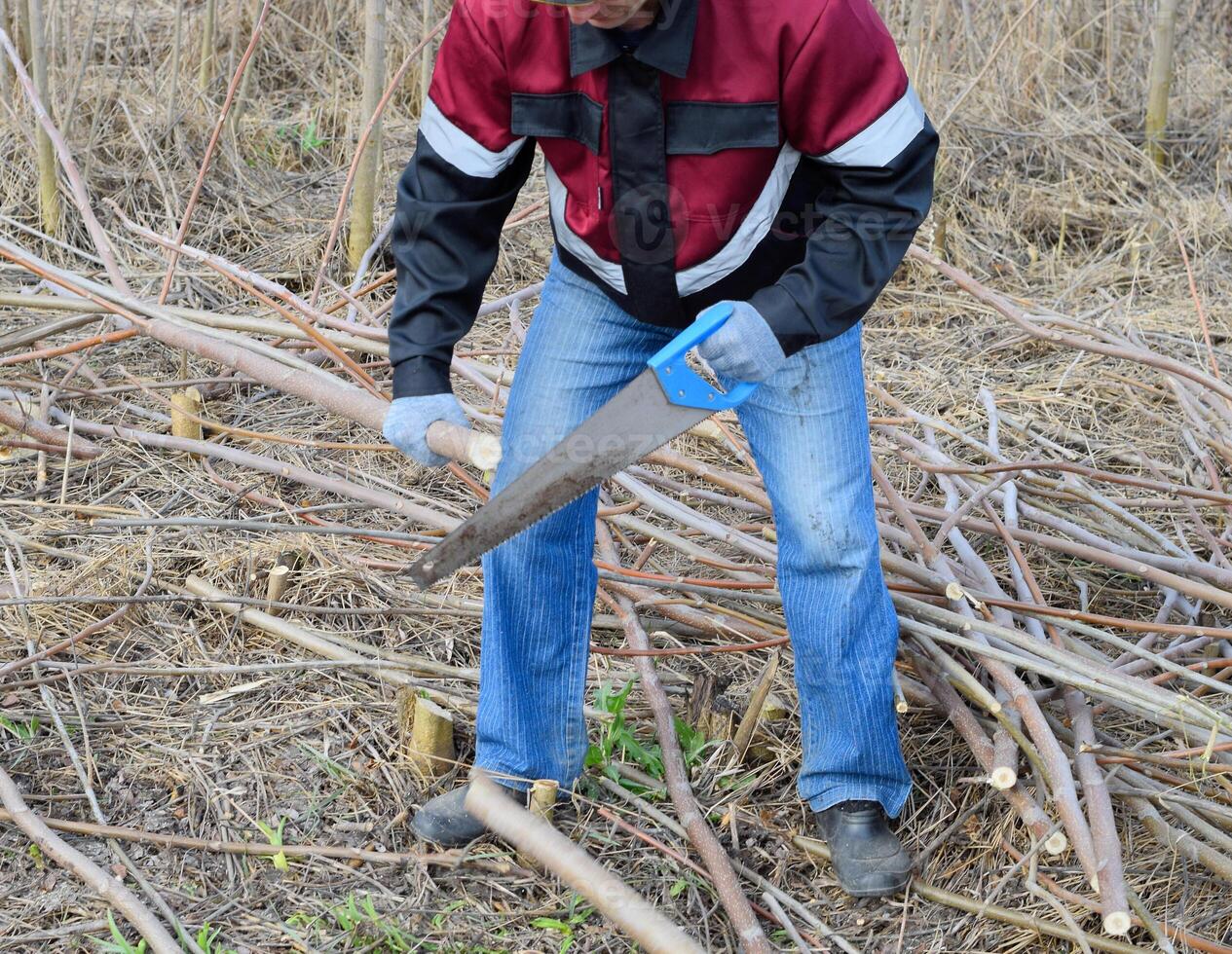 man saws sawing tree branch. Wood sawing with a hand saw. photo