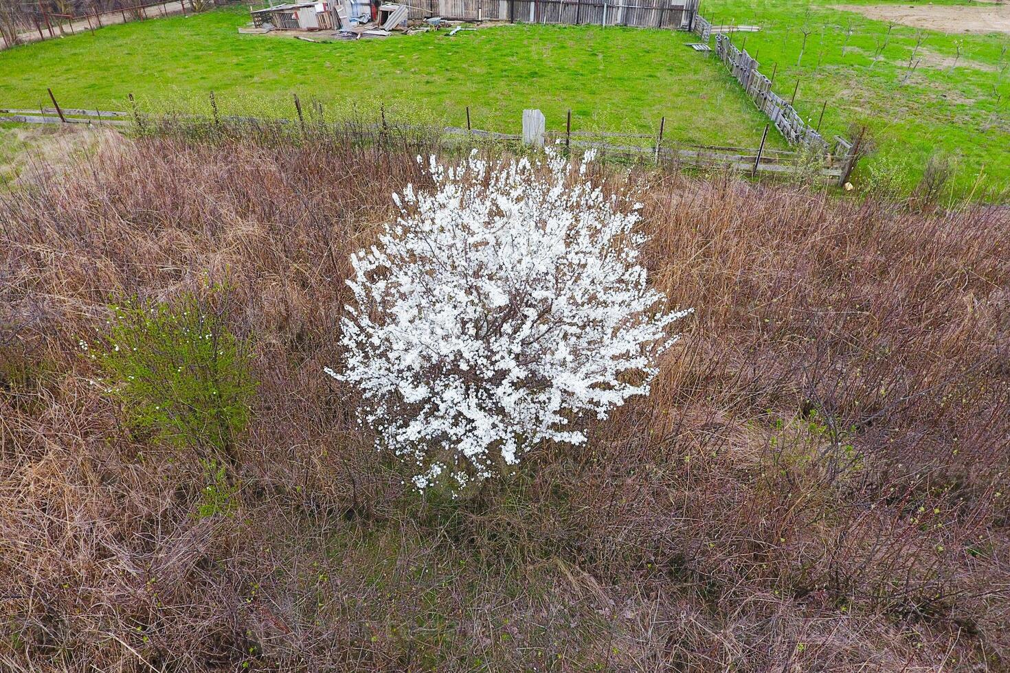 floreciente Cereza ciruela. un ciruela árbol entre seco césped. blanco flores de ciruela arboles en el ramas de un árbol. primavera jardín. foto