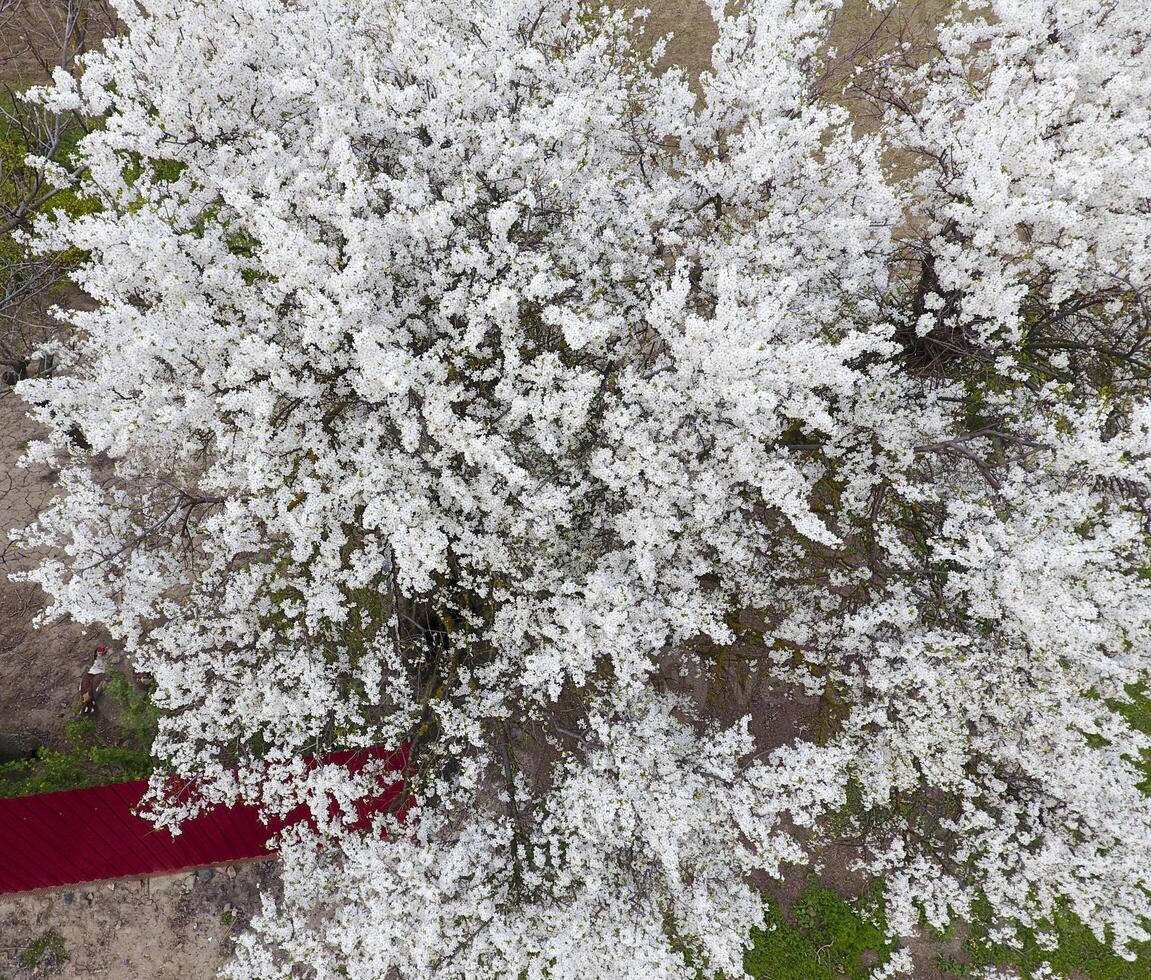 floreciente Cereza ciruela. blanco flores de ciruela arboles en el ramas de un árbol. primavera jardín. foto