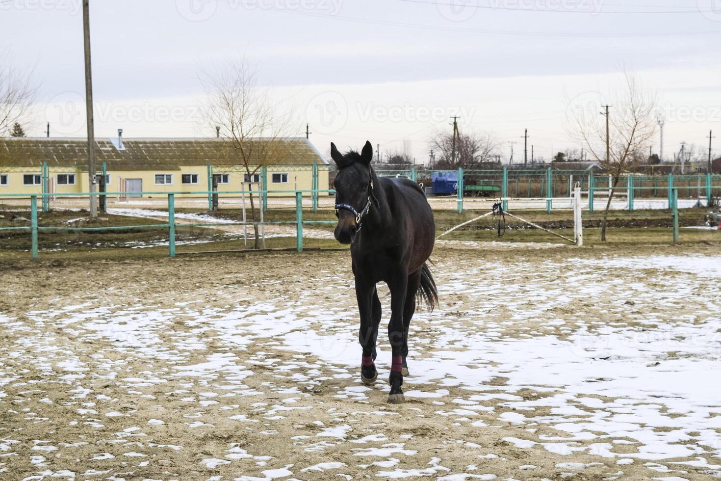 The horse walked around the stadium photo