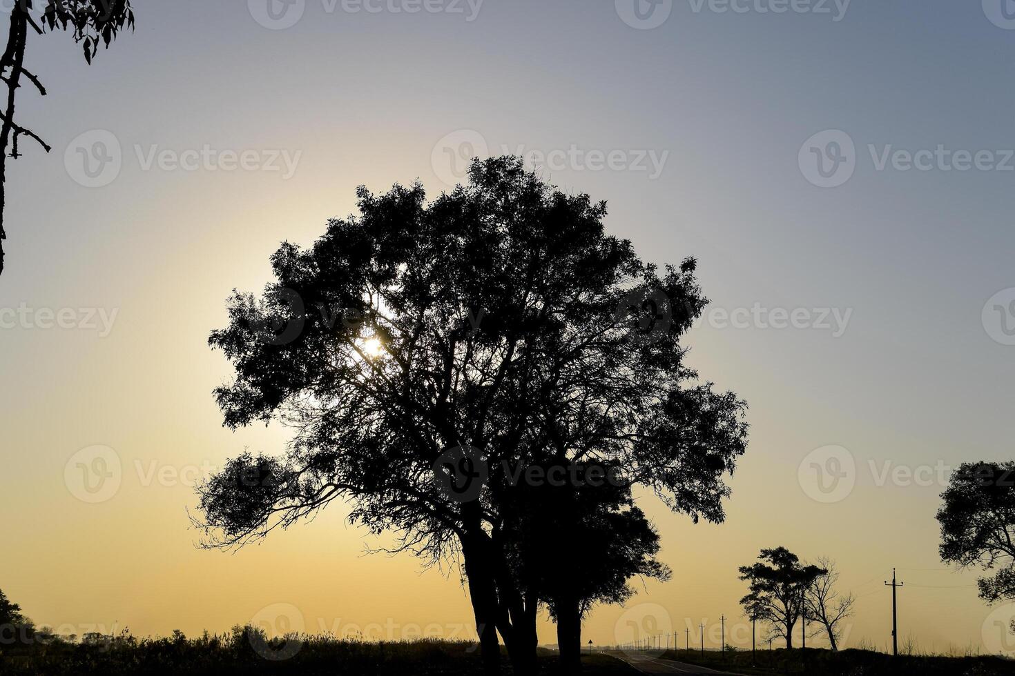 Lime tree on a sunset background. Black silhouette of a tree. photo