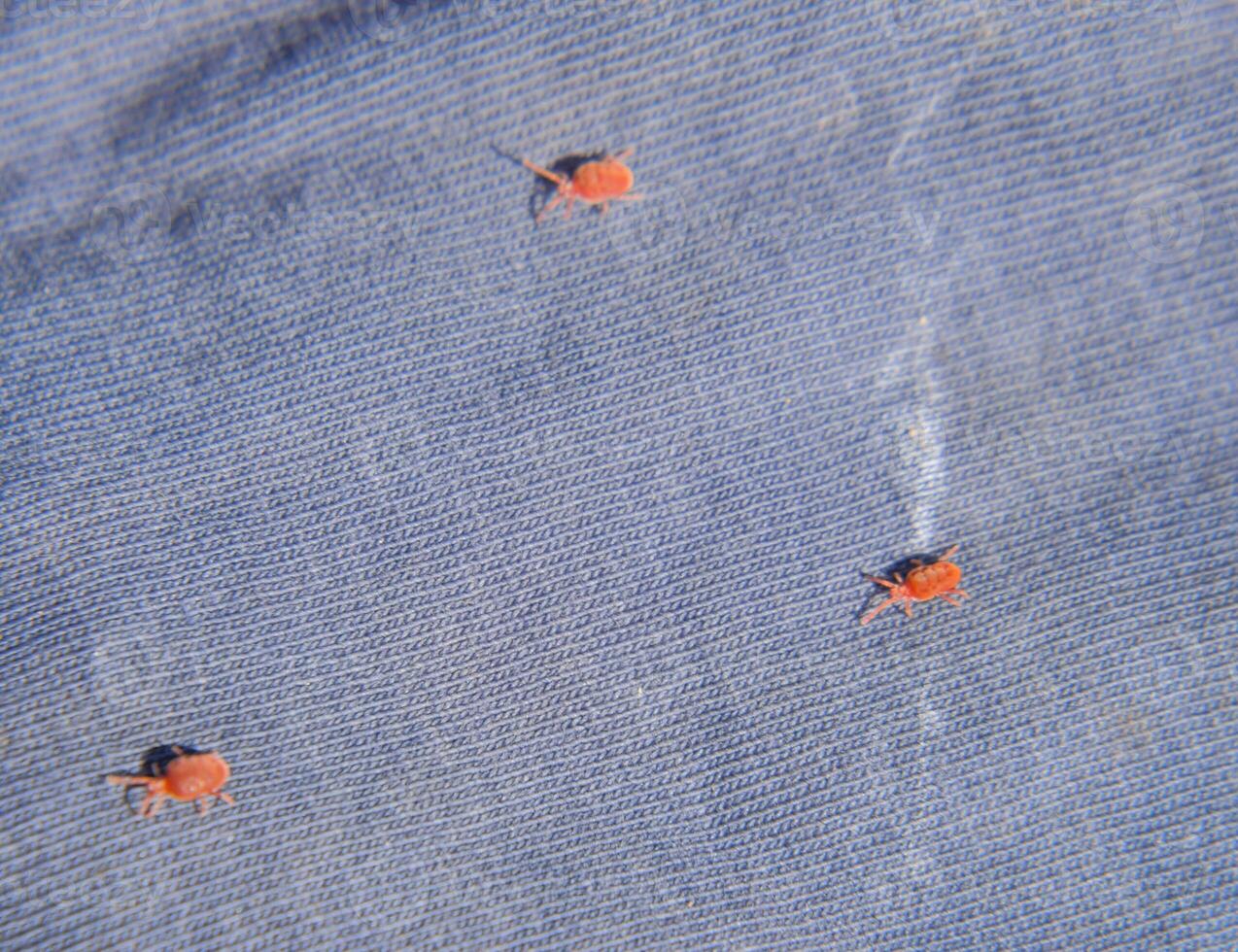 cerca arriba macro rojo terciopelo Pizca o trombidiidae, rojo terciopelo Pizca foto