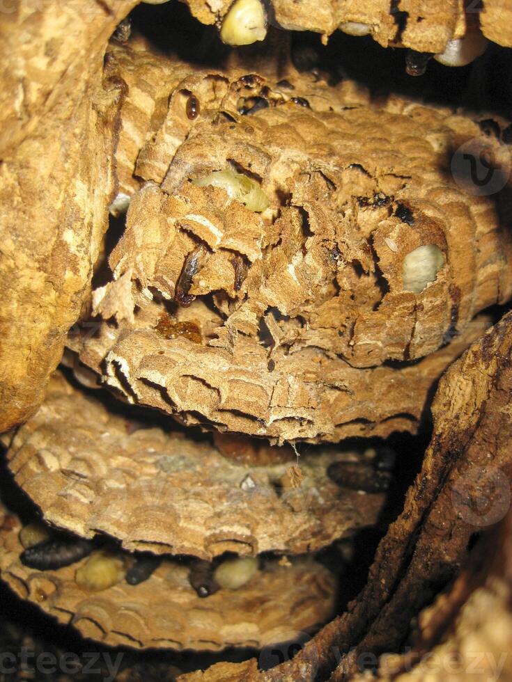 big Hornet's nest photo