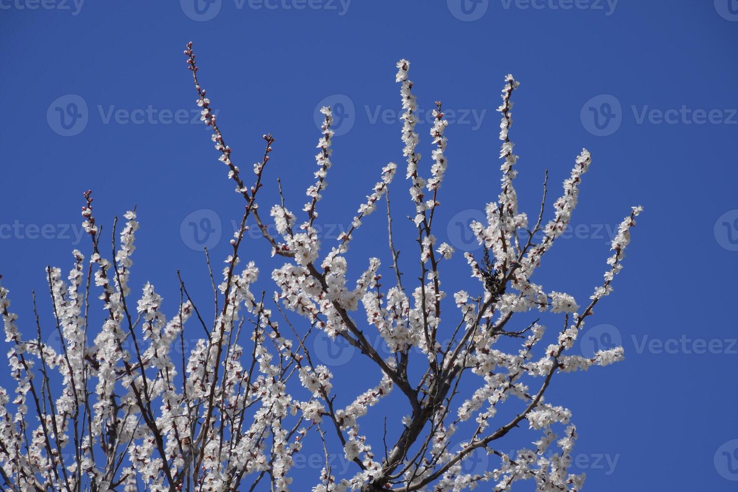 Spring flowering trees. Pollination of flowers of apricot. Blooming wild apricot in the garden photo