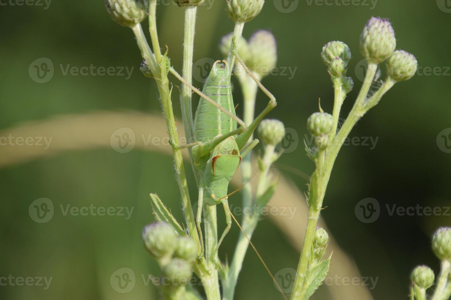 Isophya on the stems of the tubercle. Wingless grasshopper Isoph photo