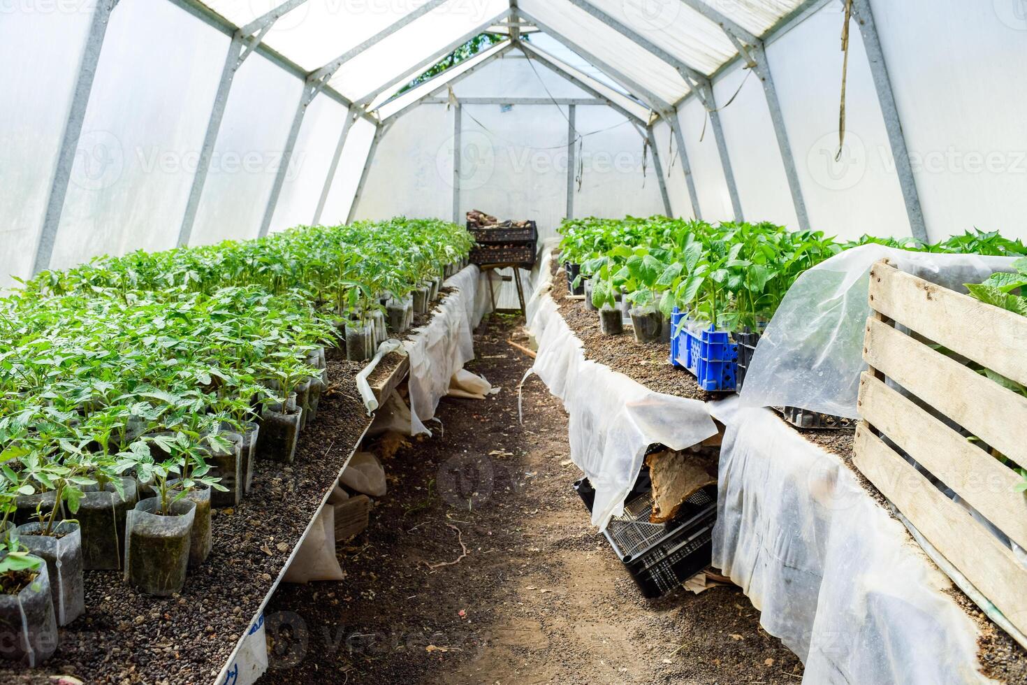 Seedlings of tomato. Growing tomatoes in the greenhouse photo